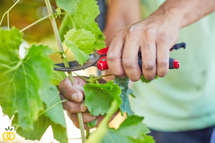 חתונת שטח בכרם