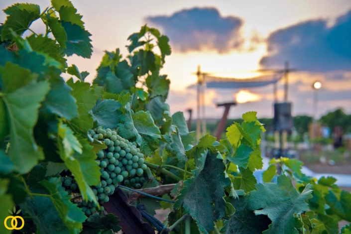 הפקת חתונה בכרם גפנים